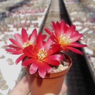 Sulcorebutia losenickyana