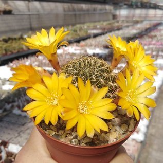 Sulcorebutia menesesii v. kamiensis HS 188 Charahuayto, Ayopaya, Cochabamba, Bolivien