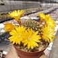 Sulcorebutia menesesii v. kamiensis HS 188 Charahuayto, Ayopaya, Cochabamba, Bolivien