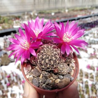 Sulcorebutia crispata  RV 313 La Villa, 50km on road Cochabamba - Epizana