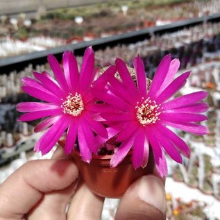 Sulcorebutia sucrensis  KK 1154 Sucre, 2800 m, Bolivien