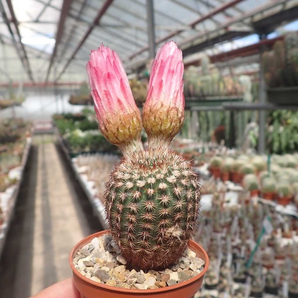 Notocactus rutilans - Uhlig Kakteen - more than 5,000 different species