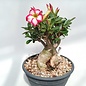 Adenium obesum  cv. Picotee XL