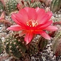 Chamaecereus silvestrii-Hybr. Leuchtfeuer