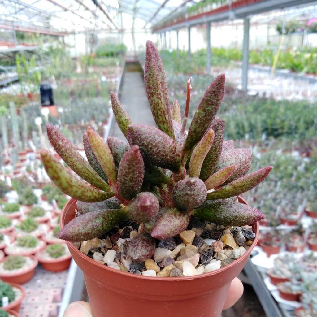 Adromischus caryophyllaceus PAB 010 SAfrica Uhlig Kakteen Über