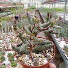 Adromischus filicaulis ssp. filicaulis  Mesklip