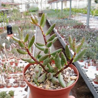 Adromischus filicaulis ssp. filicaulis PAV s.n. Tweeriver, Northeast of Khamieskroon, Clone 1