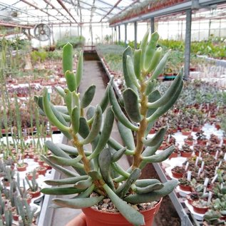 Adromischus filicaulis