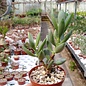 Adromischus spec. Section 4