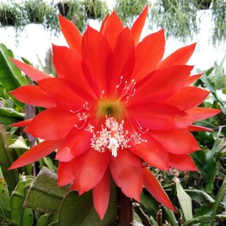 Epiphyllum-Hybr. Dante