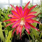 Epiphyllum-Hybr. Ocean Sunset