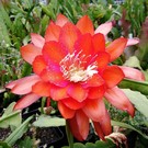 Epiphyllum-Hybr. Flechsigs Flame