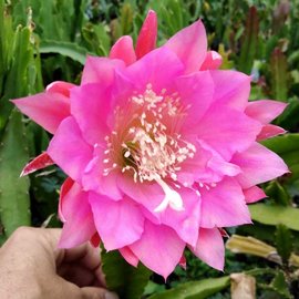 Epiphyllum-Hybr. Hanni Paetz