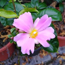 Pereskia grandifolia