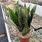 Sansevieria zeylanica