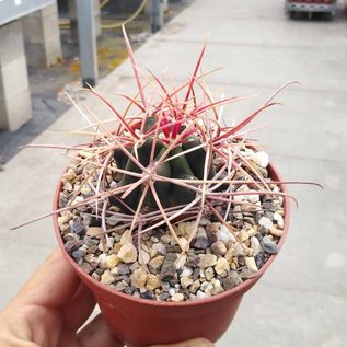 Ferocactus X lecontei  Born 453