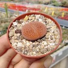 Lithops hookeri