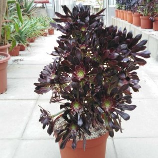 Aeonium arboreum v. atropurpureum XL