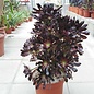 Aeonium arboreum v. atropurpureum XL