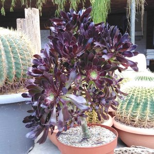 Aeonium arboreum v. atropurpureum XL