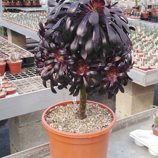 Aeonium arboreum v. atropurpureum cv. Schwarzkopf XL