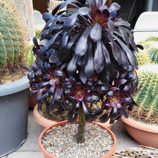 Aeonium arboreum v. atropurpureum cv. Schwarzkopf XL