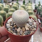 Epithelantha micromeris ssp. bokei