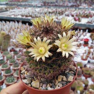 Mammillaria brandegeei