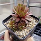 Sempervivum Bedivere       (dw)