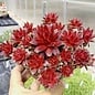 Sempervivum Red Rubin       (dw)