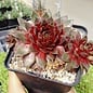 Sempervivum Rotkopf       (dw)