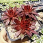 Sempervivum Stenorosso       (dw)