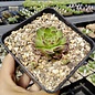 Sempervivum Sunkist       (dw)