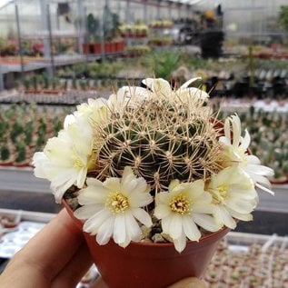 Sulcorebutia cylindrica v. albiflora HS 044a Cruce, Cochabamba, Mizque, Bolivien