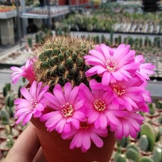 Sulcorebutia cylindrica v. magenta WK 671 Chaguarani, 2450 m