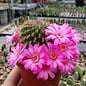 Sulcorebutia cylindrica v. magenta WK 671 Chaguarani, 2450 m