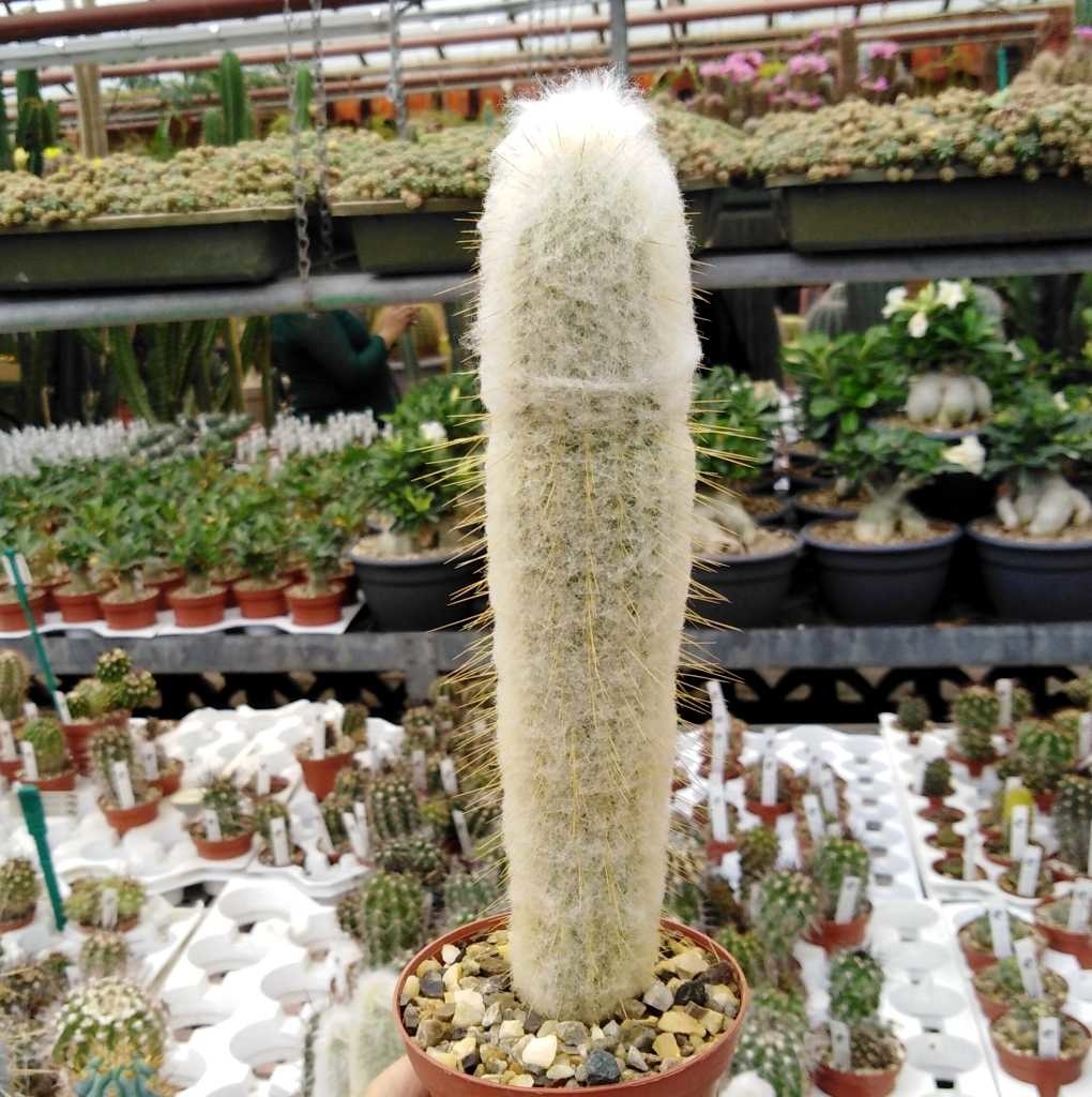 Espostoopsis dybowskii (syn. Austrocephalocereus dybowskii