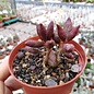 Adromischus schuldtianus ssp. juttae