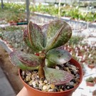 Adromischus marianiae cv. Blosianus