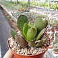 Adromischus cristatus v. cristatus