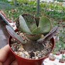 Adromischus trigynus cv. Kitching CR 1499-769 9 km SSE Bethesda