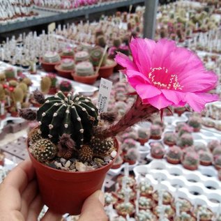 Echinopsis-Hybr. Rosenfee Gräser-Hybr. Serie 331