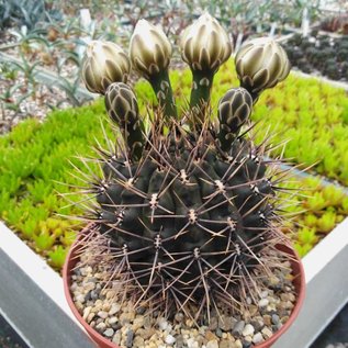 Gymnocalycium chubutense  WP151-233 Trelew, Gaiman, Chubut, Argentinien