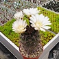 Gymnocalycium chubutense  WP151-233 Trelew, Gaiman, Chubut, Argentinien