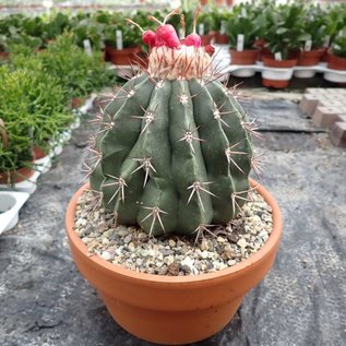 Melocactus caesius mit Cephalium