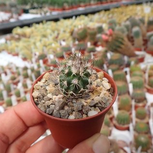 Turbinicarpus krainzianus      CITES, not outside EU