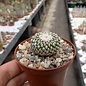 Turbinicarpus pseudopectinatus      CITES, not outside EU