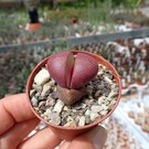 Pleiospilos nelii cv. Royal Flush