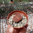 Lithops bromfieldii