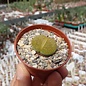 Lithops lesliei ssp. lesliei cv. Albinica  Südafrika